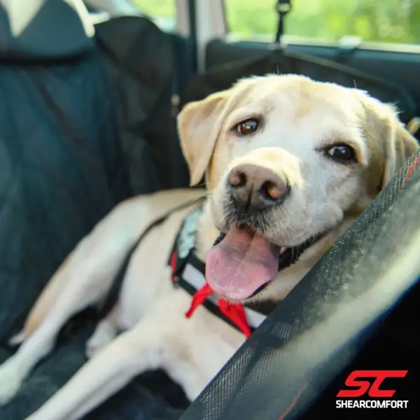 can-dog-seat-covers-accommodate-pet-hair-and-prevent-shedding-in-the-car.jpg can-dog-seat-covers-accommodate-pet-hair-and-prevent-shedding-in-the-car.jpg