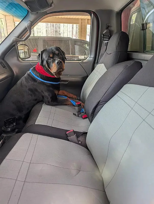 get-your-vehicle-ready-for-spring-shop-pet-car-seat-covers-today.jpg